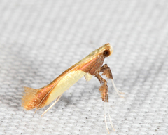 Caloptilia superbifrontella