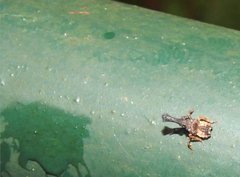 Pyrops candelaria