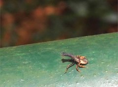 Pyrops candelaria