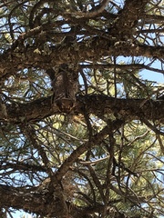 Lasiurus cinereus cinereus