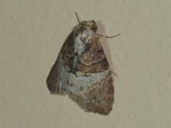 Acatapaustus mesoleuca