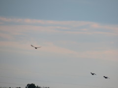 Streptopelia orientalis