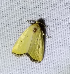 Marimatha nigrofimbria