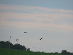 Streptopelia orientalis