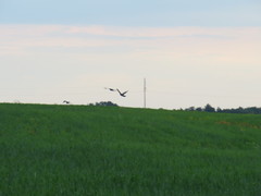 Streptopelia orientalis