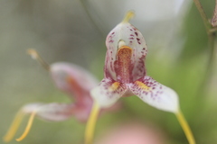 Masdevallia