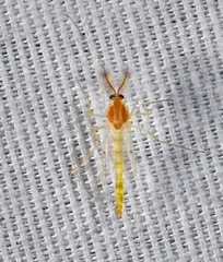 Chironomus riparius