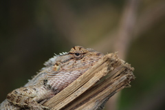 Calotes versicolor