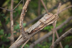 Calotes versicolor