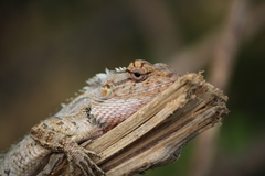 Calotes versicolor