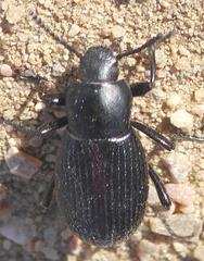 Eleodes carbonaria