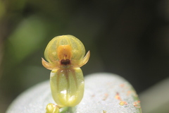 Pleurothallis octavioi