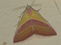 Eublemma dimidialis