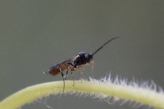 Campopleginae