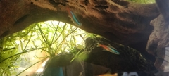 Paracheirodon innesi