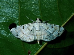 Pycnarmon cribrata