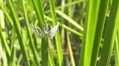 Elophila ekthlipsis
