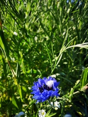 Centaurea cyanus