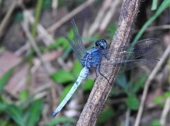 Orthetrum glaucum