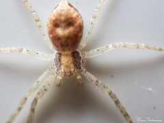 Philodromus keyserlingi