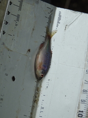 Rhodeus