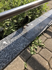 Sturnus vulgaris