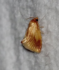 Tortricidia testacea
