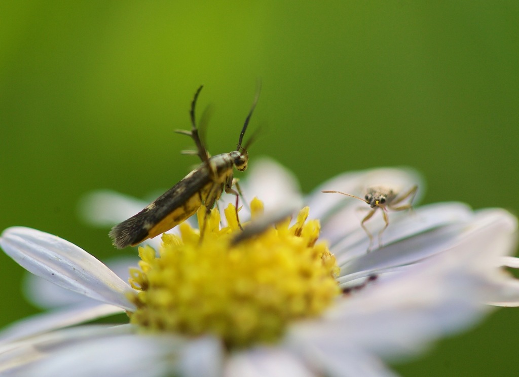 Eretmocera artemisiae