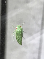 Rugosana querci