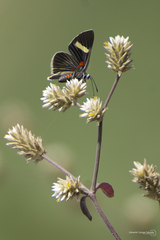Melanis leucophlegma
