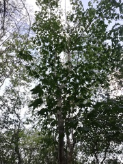 Gyrocarpus jatrophifolius