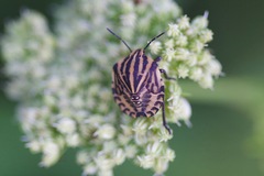 Graphosoma rubrolineatum