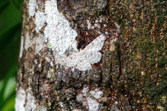 Catoria sublavaria