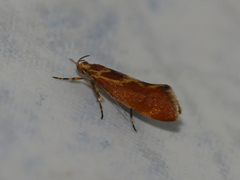 Metalampra