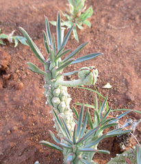 Anthacanthae