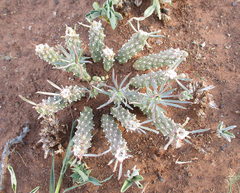 Anthacanthae