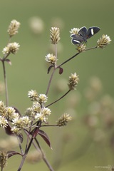 Melanis leucophlegma