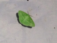 Thetidia smaragdaria