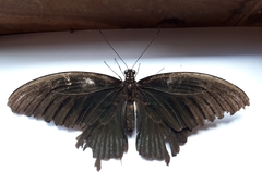 Papilio memnon