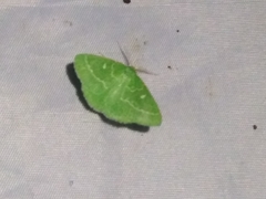 Thetidia smaragdaria