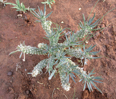 Anthacanthae