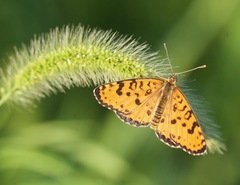 Melitaea didymoides