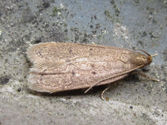 Brachmia modicella