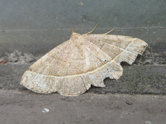 Paracolax trilinealis