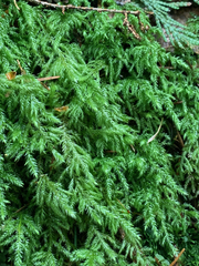 Pseudisothecium cristatum