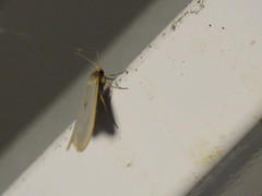 Eilema lurideola