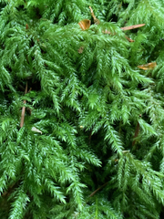 Pseudisothecium cristatum