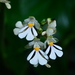 Calanthe alismifolia - Photo (c) JODY HSIEH, some rights reserved (CC BY-NC), uploaded by JODY HSIEH