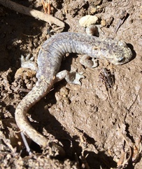 Hydromantes platycephalus