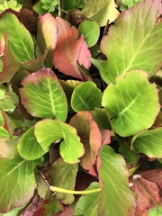 Bergenia